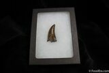 Inch Nanotyrannus (Juvenile T-Rex) Tooth #1266-2